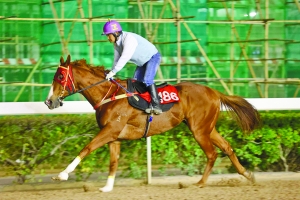 澳門今晚開特馬四不像圖,實地驗證方案_特供版59.774