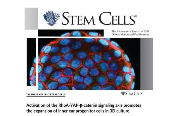 聽覺干細(xì)胞研究的最新突破與進(jìn)展
