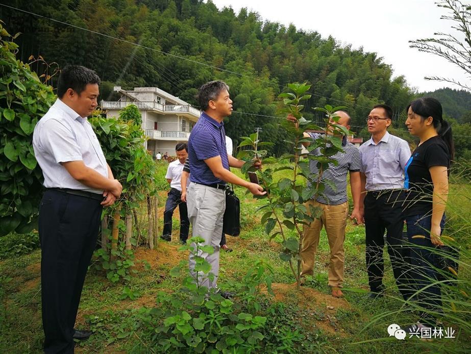 分水村新領導引領村莊邁向輝煌未來